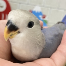 ✨最新画像✨年中無休？！😳⋆꙳おちりdeプラネタリウム✨🌟🌌コザクラインコ(バイオレット/2025年12月生まれ)