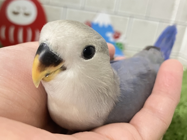 ✨最新画像✨年中無休？！😳⋆꙳おちりdeプラネタリウム✨🌟🌌コザクラインコ(バイオレット/2025年12月生まれ)