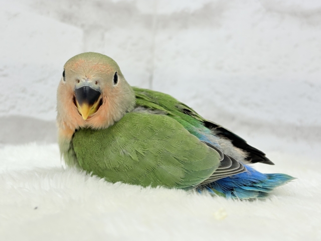 【最新画像更新🪄】紅く色づくお顔が可愛い♡コザクラインコ(ノーマル) ヒナ コザクラインコ(小桜インコ)