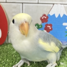 甘々界隈🍰💛sweetsペンギン🐧∗*ﾟコザクラインコ(ブルーパイド/2025年12月生まれ)