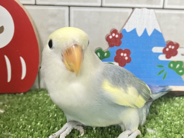 甘々界隈🍰💛sweetsペンギン🐧∗*ﾟコザクラインコ(ブルーパイド/2025年12月生まれ)