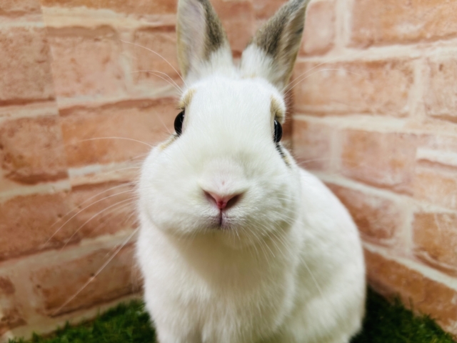 ネザーランドドワーフ