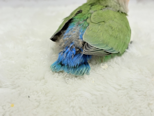 【最新画像更新🪄】紅く色づくお顔が可愛い♡コザクラインコ(ノーマル) ヒナ コザクラインコ(小桜インコ)