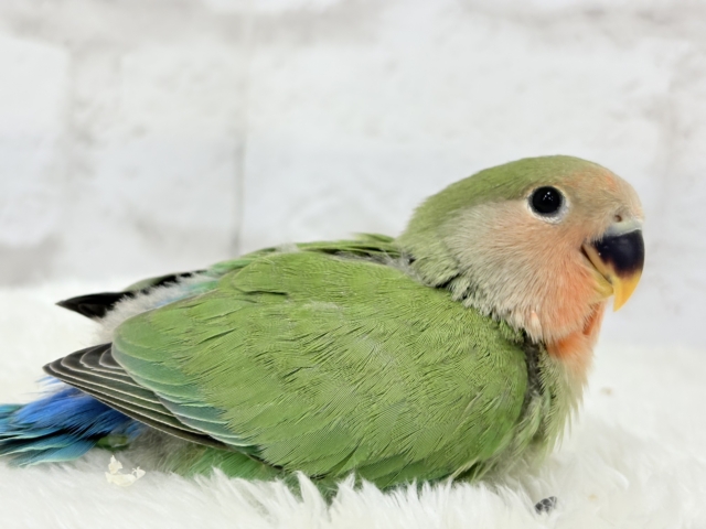 コザクラインコ（小桜インコ）