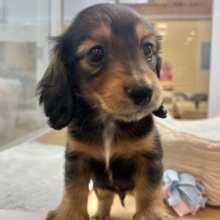 メロメロにしちゃ〜〜うぞっ♡ミニチュアダックスくん！