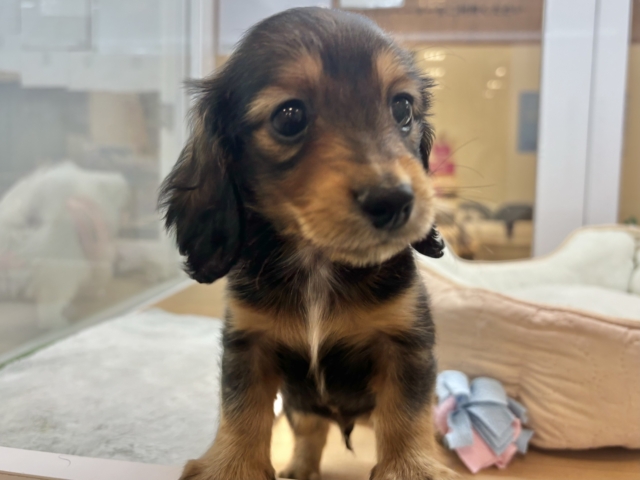 メロメロにしちゃ〜〜うぞっ♡ミニチュアダックスくん！