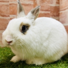 好奇心旺盛✨✨✨　可愛いうさちゃんがやってきましたよ～💙　ネザーランドドワーフ（ブロークン）