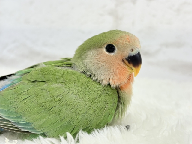 【最新画像更新🪄】紅く色づくお顔が可愛い♡コザクラインコ(ノーマル) ヒナ コザクラインコ(小桜インコ)