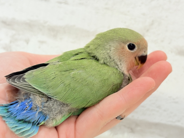 コザクラインコ（小桜インコ）