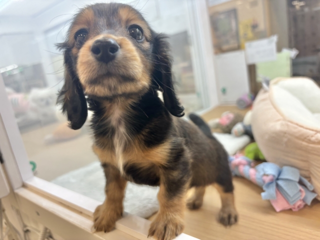 ミニチュアダックス