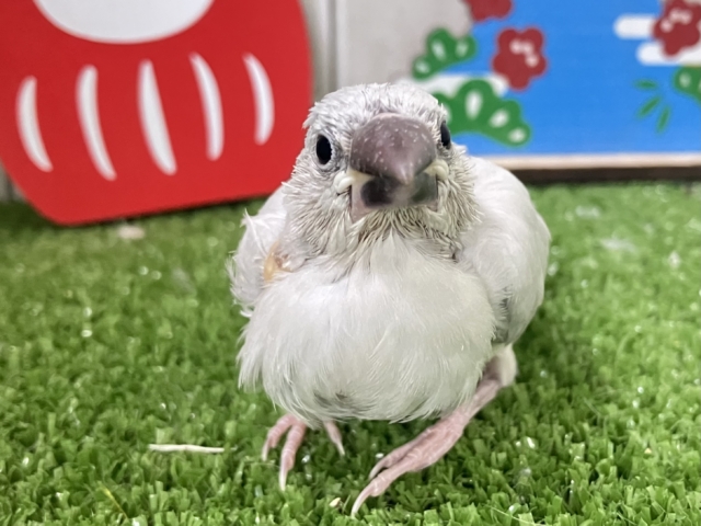 ✨最新画像✨白銀のツバサで🪽🩶ヨーソロー❕⚓️シルバー文鳥(2025年12月生まれ) シルバー文鳥