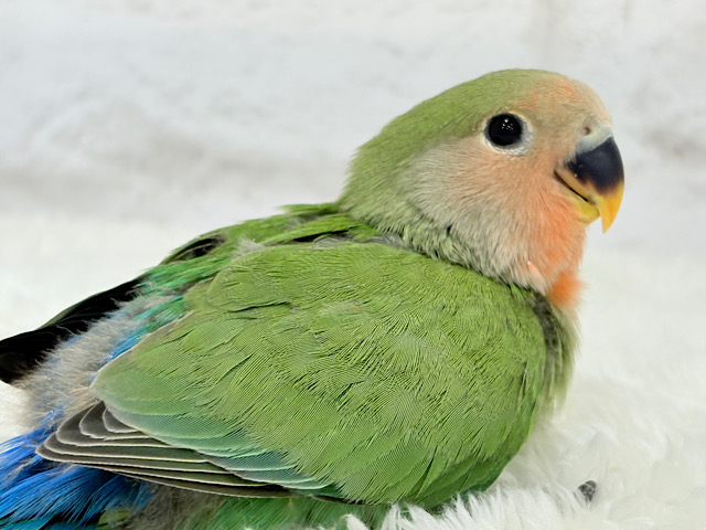 【最新画像更新🪄】紅く色づくお顔が可愛い♡コザクラインコ(ノーマル) ヒナ 【最新画像更新🪄】紅く色づくお顔が可愛い♡コザクラインコ(ノーマル) ヒナ