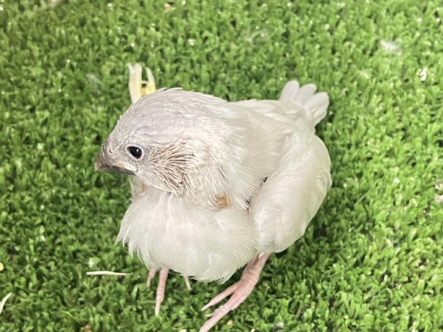 ✨最新画像✨白銀のツバサで🪽🩶ヨーソロー❕⚓️シルバー文鳥(2025年12月生まれ) シルバー文鳥