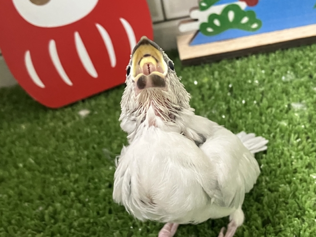 ✨最新画像✨白銀のツバサで🪽🩶ヨーソロー❕⚓️シルバー文鳥(2025年12月生まれ) シルバー文鳥