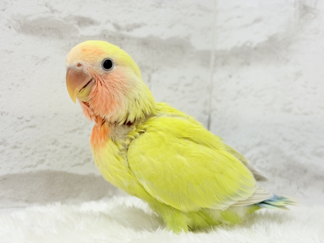 コザクラインコ（小桜インコ）