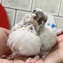 ✨最新画像✨白銀のツバサで🪽🩶ヨーソロー❕⚓️シルバー文鳥(2025年12月生まれ)