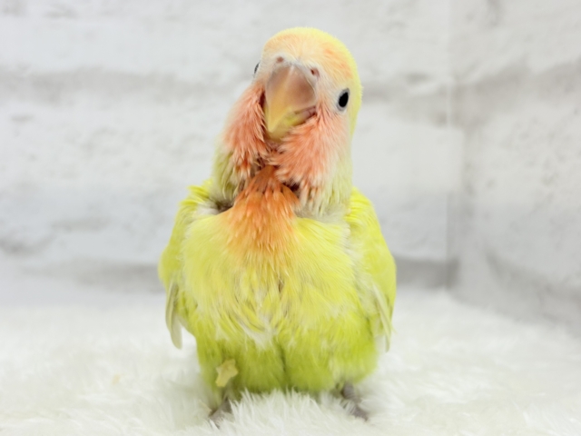 【最新画像更新🪄】もぎたて🍋トロピカルフルーツ🐣🍹コザクラインコ(ゴールデンチェリー) ヒナ コザクラインコ(小桜インコ)