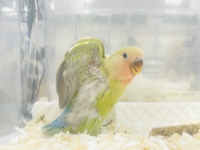 コザクラインコ（小桜インコ）