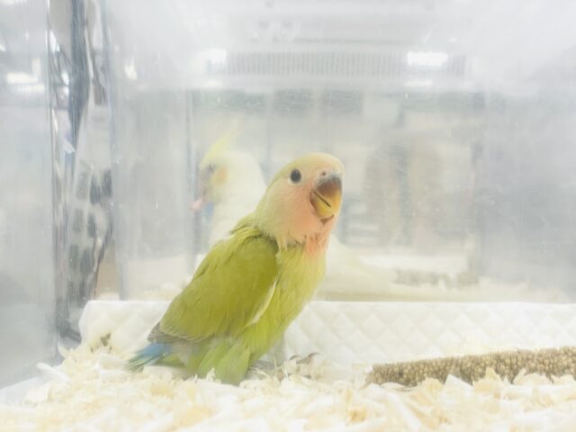 コザクラインコ（小桜インコ）