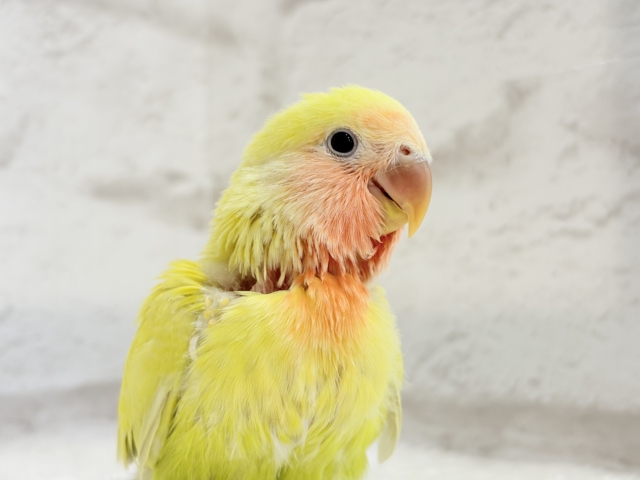 【最新画像更新🪄】もぎたて🍋トロピカルフルーツ🐣🍹コザクラインコ(ゴールデンチェリー) ヒナ コザクラインコ(小桜インコ)