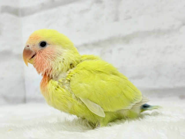 コザクラインコ（小桜インコ）