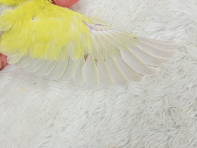【最新画像更新🪄】もぎたて🍋トロピカルフルーツ🐣🍹コザクラインコ(ゴールデンチェリー) ヒナ コザクラインコ(小桜インコ)