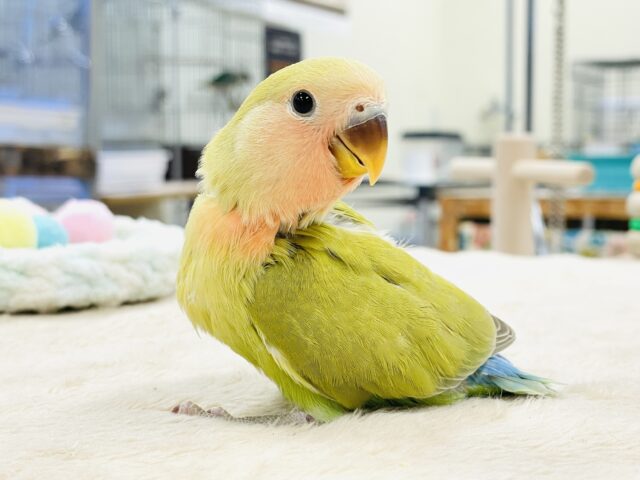 コザクラインコ（小桜インコ）