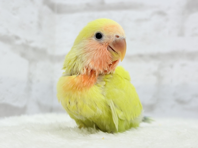 【最新画像更新🪄】もぎたて🍋トロピカルフルーツ🐣🍹コザクラインコ(ゴールデンチェリー) ヒナ コザクラインコ(小桜インコ)
