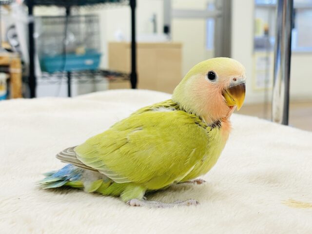 コザクラインコ（小桜インコ）