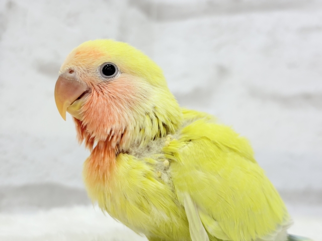 【最新画像更新🪄】もぎたて🍋トロピカルフルーツ🐣🍹コザクラインコ(ゴールデンチェリー) ヒナ コザクラインコ(小桜インコ)