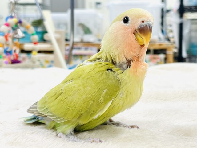 コザクラインコ（小桜インコ）