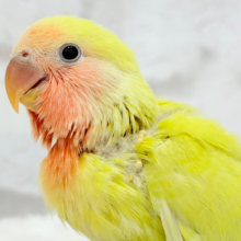 【最新画像更新🪄】もぎたて🍋トロピカルフルーツ🐣🍹コザクラインコ(ゴールデンチェリー) ヒナ