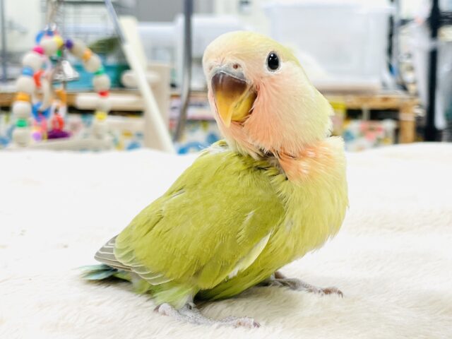 コザクラインコ（小桜インコ）