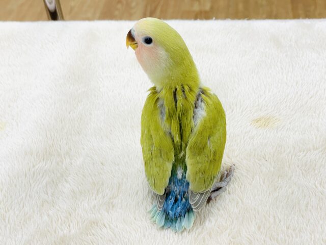 コザクラインコ（小桜インコ）