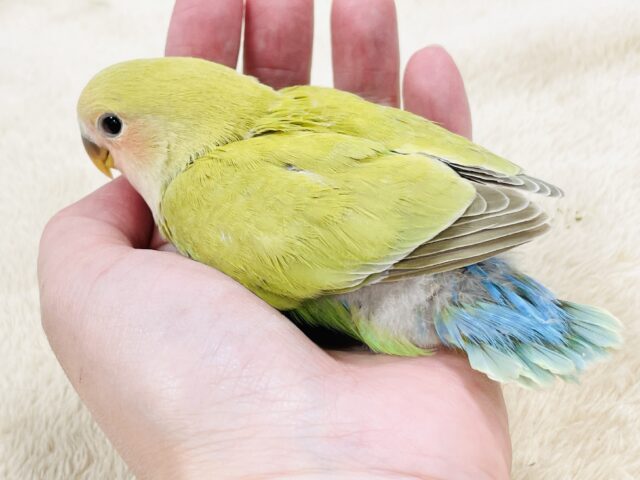 コザクラインコ（小桜インコ）