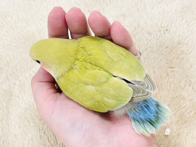 コザクラインコ（小桜インコ）