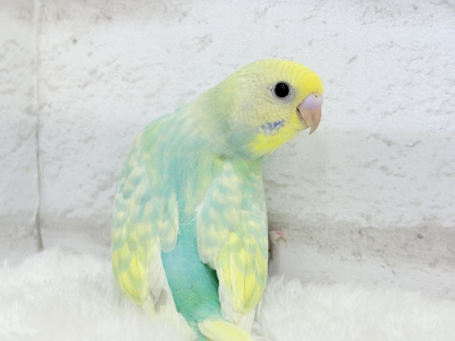 【最新画像更新🪄】ポップなメロンソーダ🍈🍬セキセイインコ(パステルカラーレインボー) ヒナ セキセイインコ