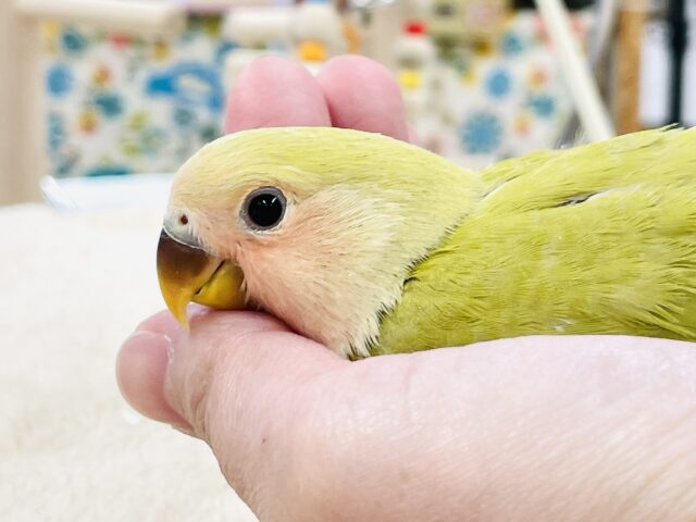 コザクラインコ（小桜インコ）
