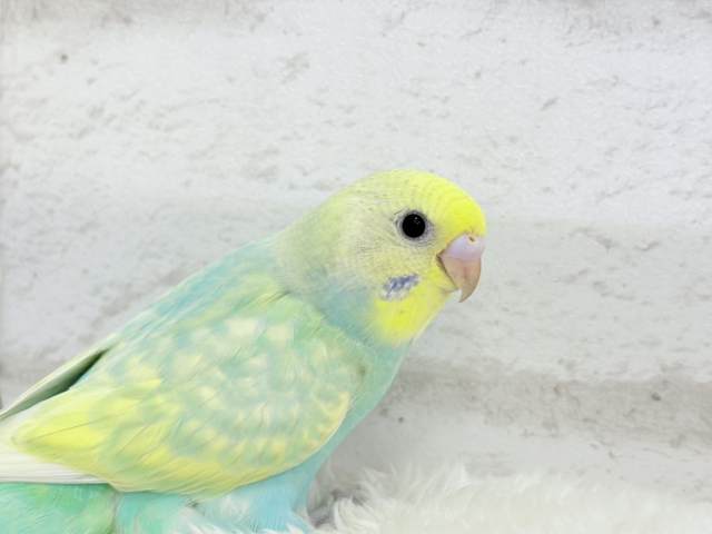 【最新画像更新🪄】ポップなメロンソーダ🍈🍬セキセイインコ(パステルカラーレインボー) ヒナ セキセイインコ