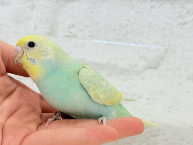 【最新画像更新🪄】ポップなメロンソーダ🍈🍬セキセイインコ(パステルカラーレインボー) ヒナ セキセイインコ