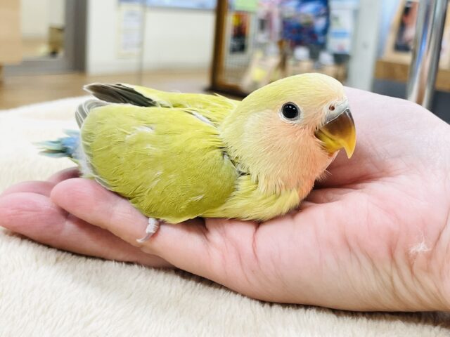 コザクラインコ（小桜インコ）