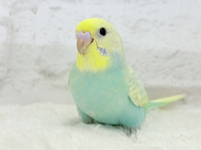【最新画像更新🪄】ポップなメロンソーダ🍈🍬セキセイインコ(パステルカラーレインボー) ヒナ セキセイインコ