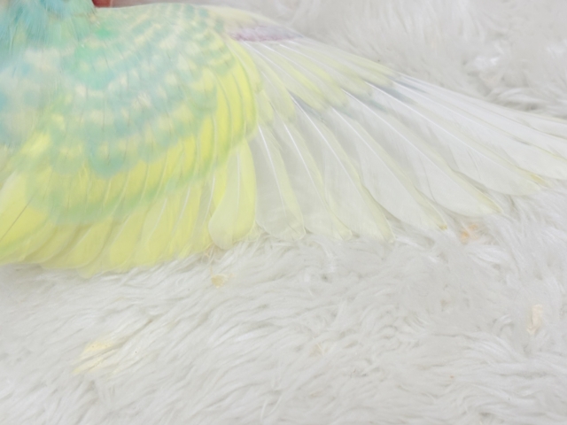 【最新画像更新🪄】ポップなメロンソーダ🍈🍬セキセイインコ(パステルカラーレインボー) ヒナ セキセイインコ