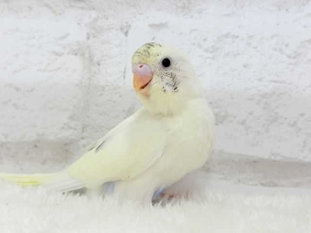 【最新画像更新🪄】ほわぽわクリーミー🥞セキセイインコ(クリームハルクイン) ヒナ セキセイインコ