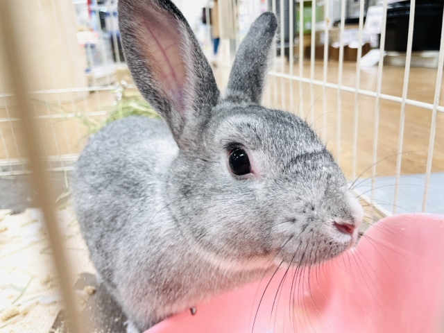 ミニウサギ