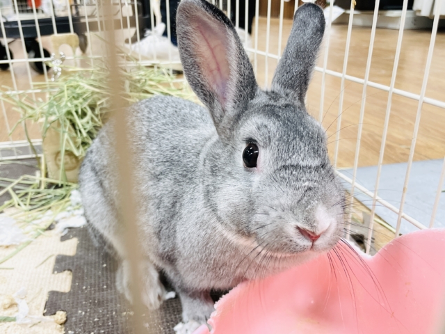 ミニウサギ
