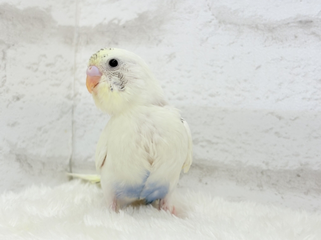 【最新画像更新🪄】ほわぽわクリーミー🥞セキセイインコ(クリームハルクイン) ヒナ セキセイインコ