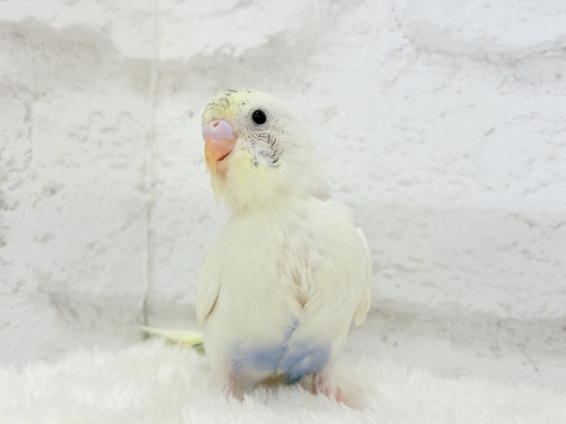 【最新画像更新🪄】ほわぽわクリーミー🥞セキセイインコ(クリームハルクイン) ヒナ セキセイインコ