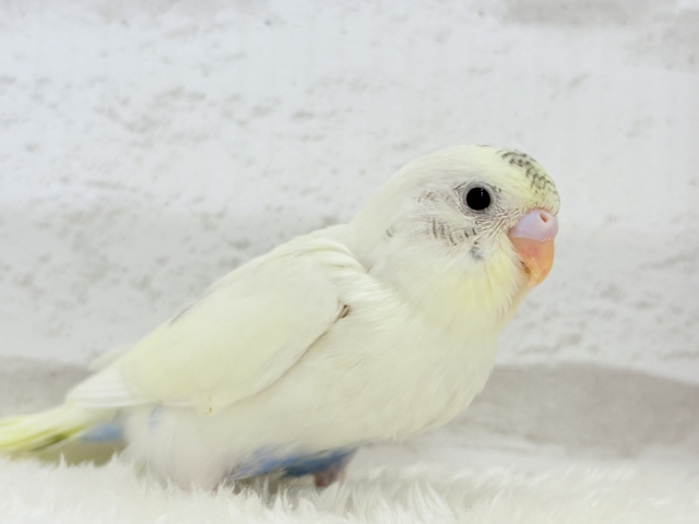 【最新画像更新🪄】ほわぽわクリーミー🥞セキセイインコ(クリームハルクイン) ヒナ セキセイインコ