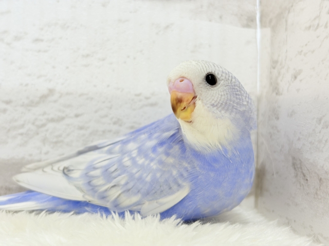 【最新画像更新🪄もうすぐひとり餌☆】にっこり笑顔に魅了されちゃう♡セキセイインコ(スパングル) ヒナ セキセイインコ